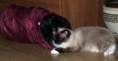 /album/kitty/kitty-22211-jpg/